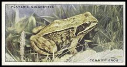 47 Common Frog